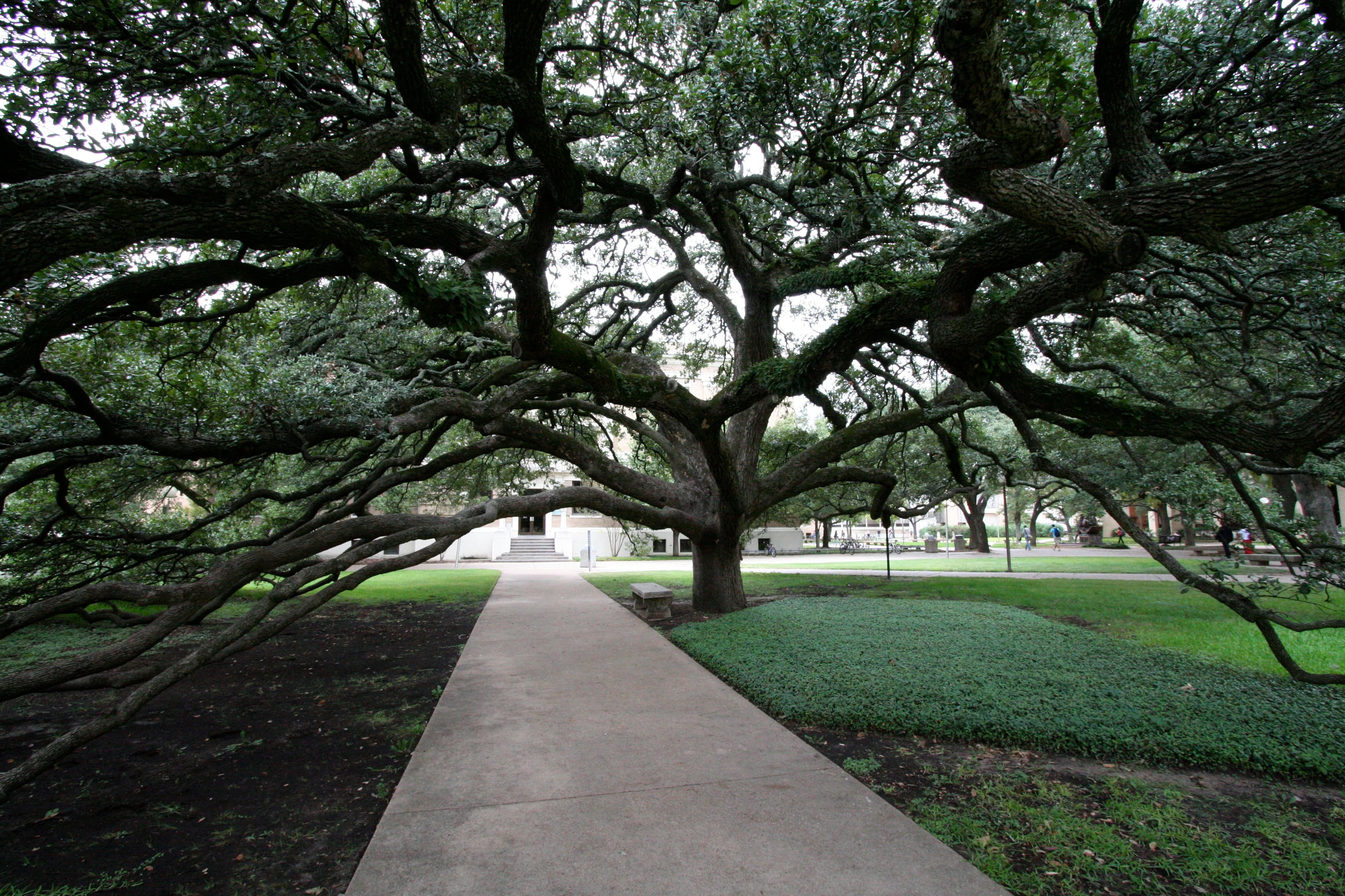 Texas A&M campus background 2